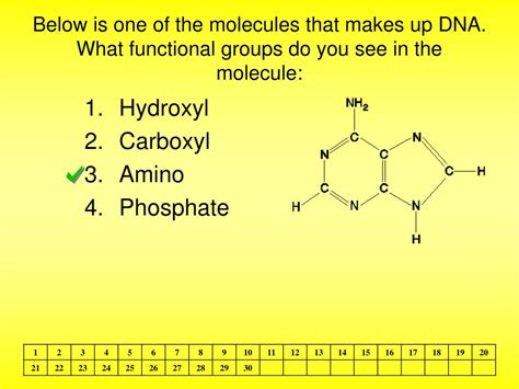 What Functional Groups Are Found In Nucleic Acids?