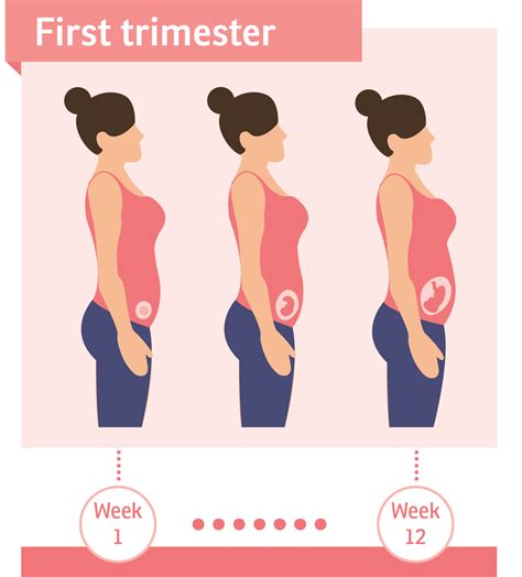 What Happens During The First Trimester?