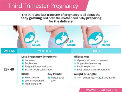 What Happens During The Third Trimester?