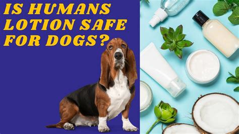 What Human Lotion is Safe for Dogs?
