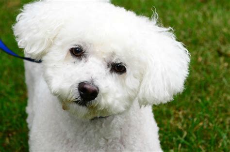 What Is A Bichon Dog Look Like