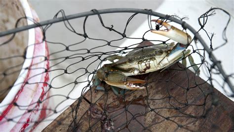 What Is Crabbing?