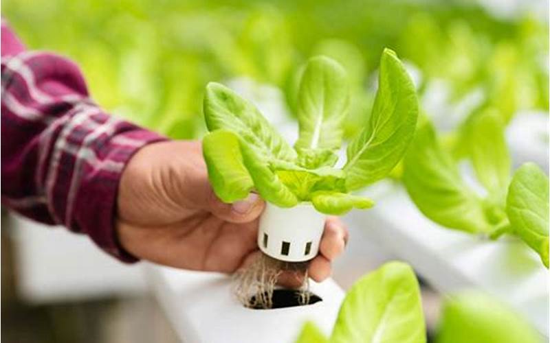 what is hydroponic growing
