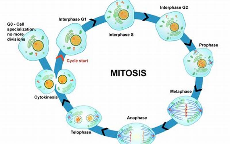 What Is Mitosis