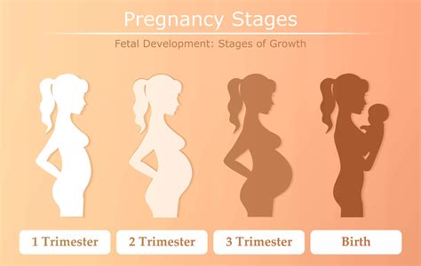 What Is Pregnancy?