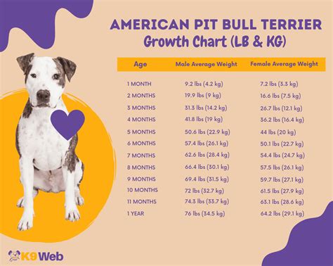 What Is The Average Weight Of A Male Pitbull?