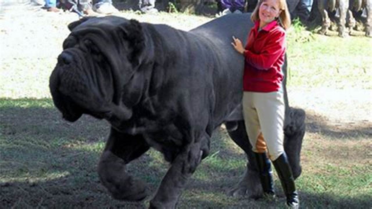What Is The Biggest Dog In The World 2024