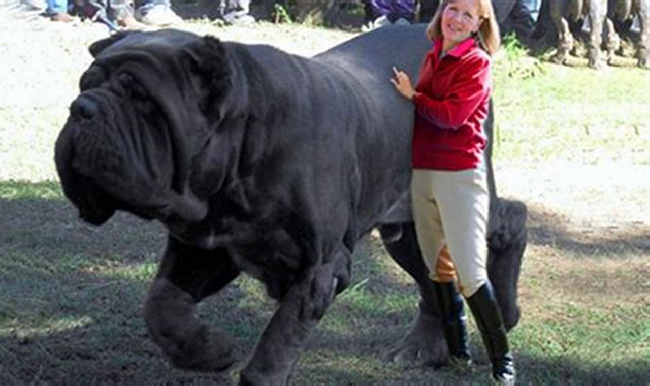 What Is The Biggest Dog In The World 2024