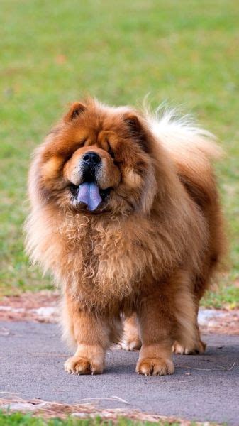 Chow Chow The Life of Animals