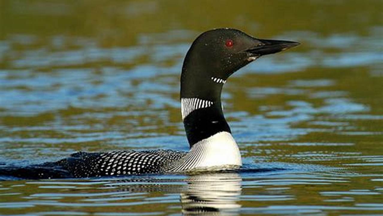 What Is The Minnesota State Bird