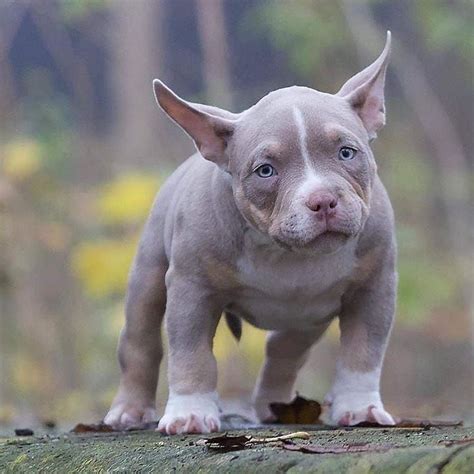 What Is a Micro Bully?
