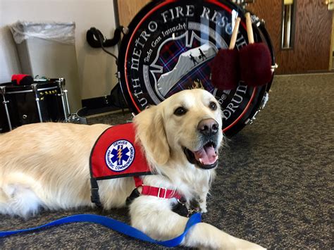 What Is a Therapy Dog?