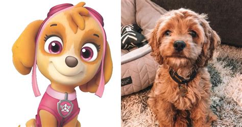 What Kind of Dog Is Skye From Paw Patrol?