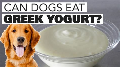 What Kind of Greek Yogurt Should I Feed My Dog?