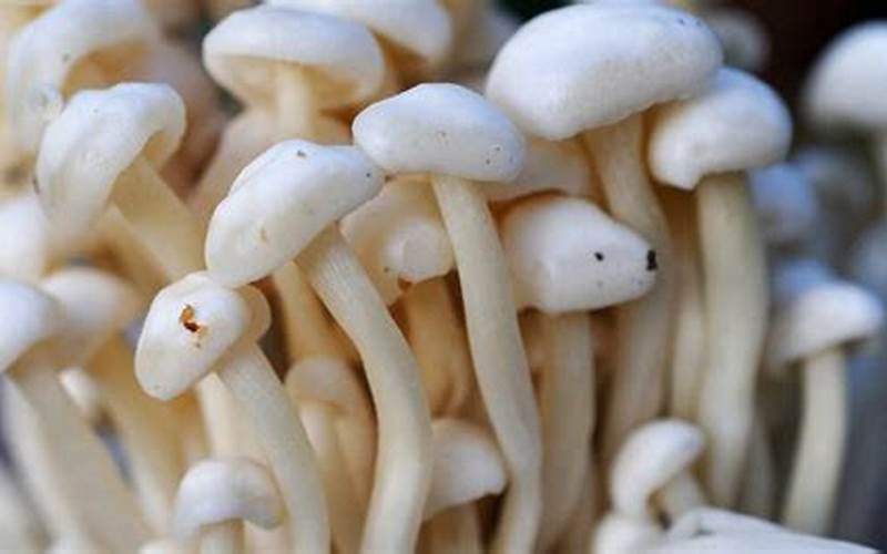 What Makes Mushrooms So Great?