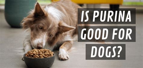What Makes Purina A Good Choice For Pitbulls?
