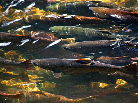 British Columbia Sees Largest Salmon Run In A Century, 34 Million