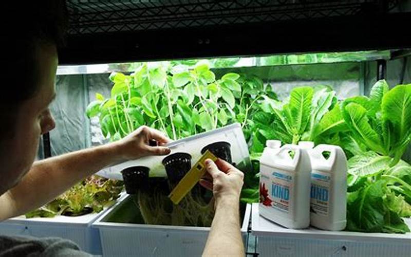 what nutrients to add to hydroponics