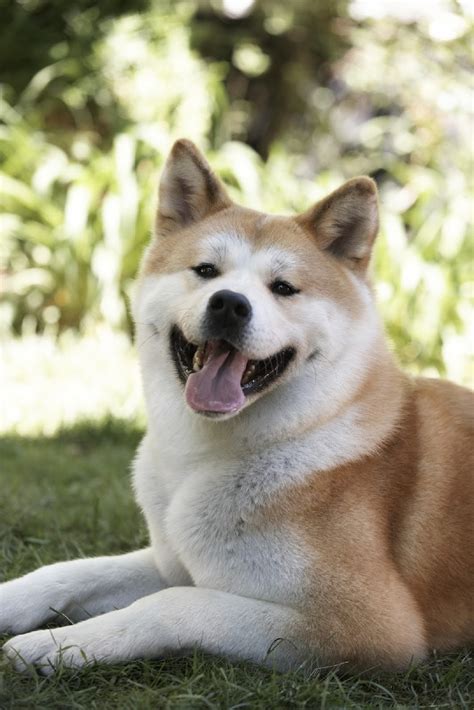 What Type of Dog is Hachi?