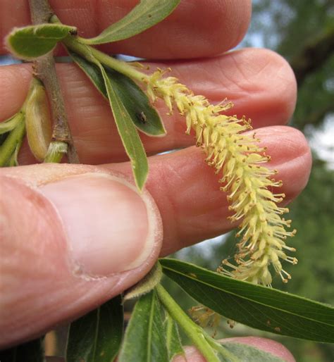 What are Catkins?