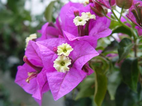 What is Bougainvillea?