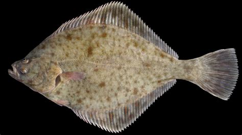 What is Flounder?