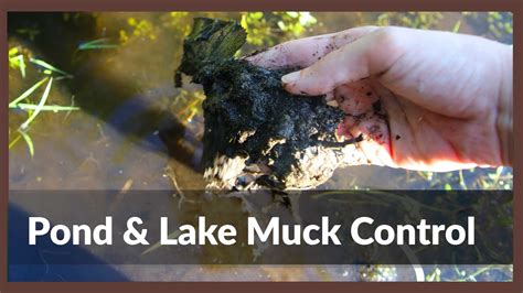 What is Muck?