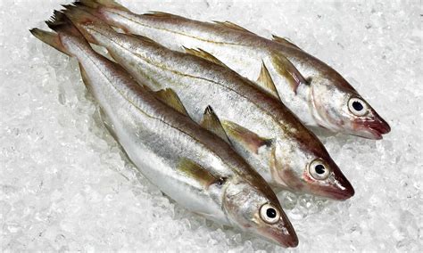 What is Whiting Fish?