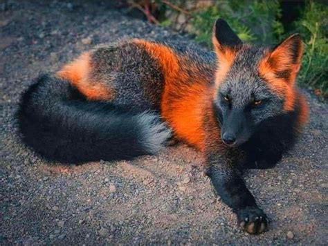 What is a Fire Fox Animal?