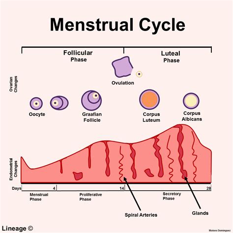 What is a Menstrual Cycle?