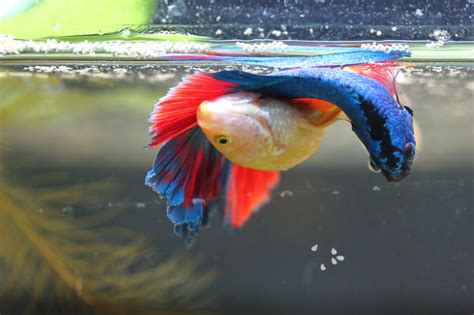 What is the Betta Fish Breeding Cycle?