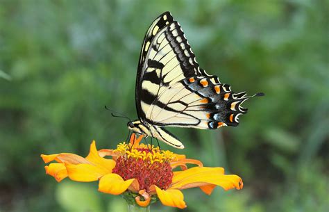 What is the Diet of an Adult Yellow Swallowtail?