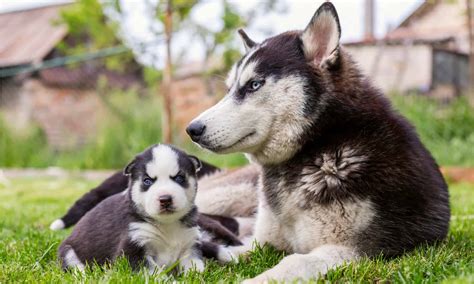 What is the Gestation Period of a Husky?