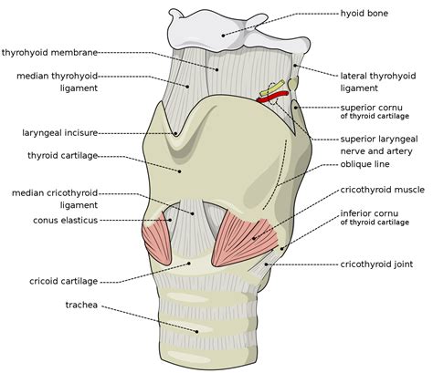 What is the Larynx?