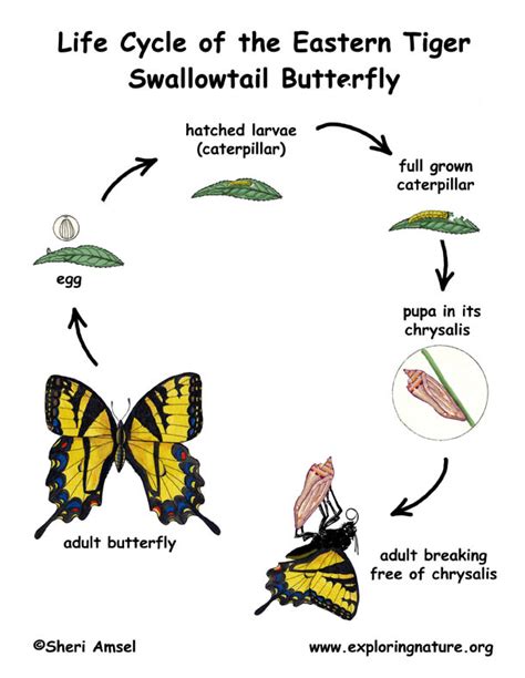 What is the Life Cycle of the Yellow Swallowtail Caterpillar?