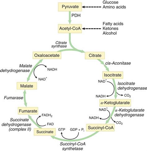 What is the TCA Cycle?