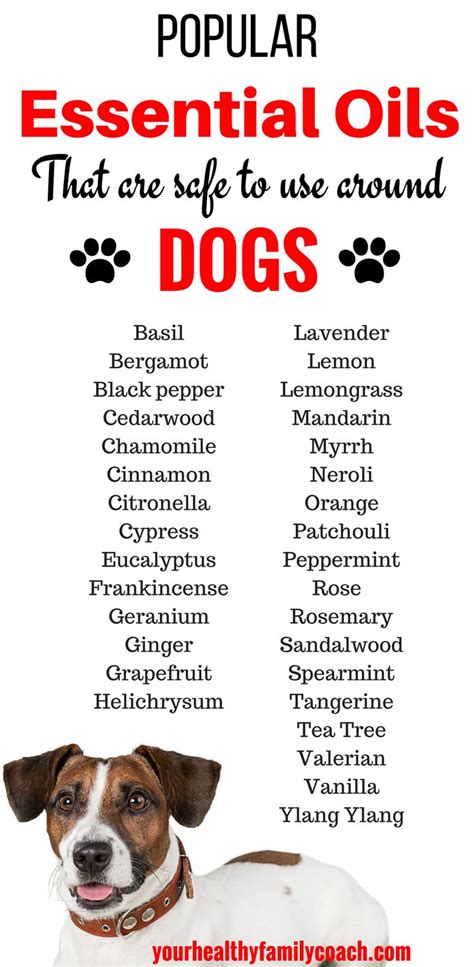 What to Use Instead of Motor Oil on Dogs