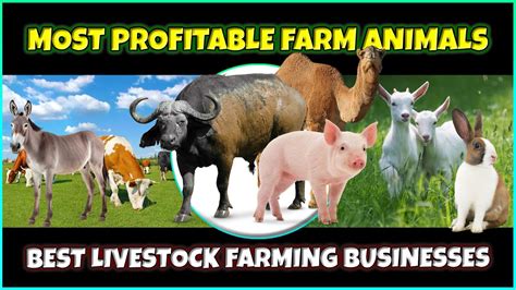 What'S The Most Profitable Farm Animal