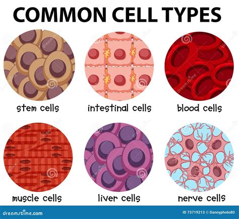 What About Cell Types