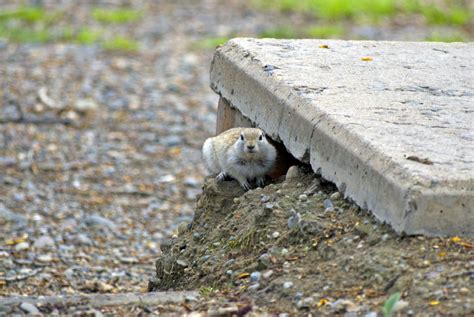 Unstoppable Creatures: Discover the Animal That Can Dig Through Concrete Like It's Butter