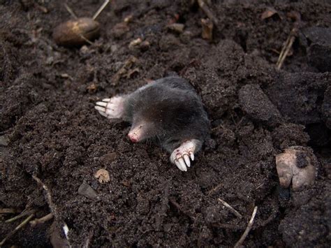 Unstoppable Creatures: Discover the Animal That Can Dig Through Concrete Like It's Butter