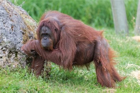 Surprising Fact: Discover the Animal Species That Do Not Have a Tail - A Unique Insight for Animal Lovers!