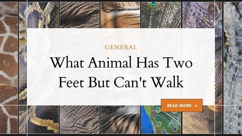 Discovering the Unique Trait of an Animal with Two Feet but Unable to Walk