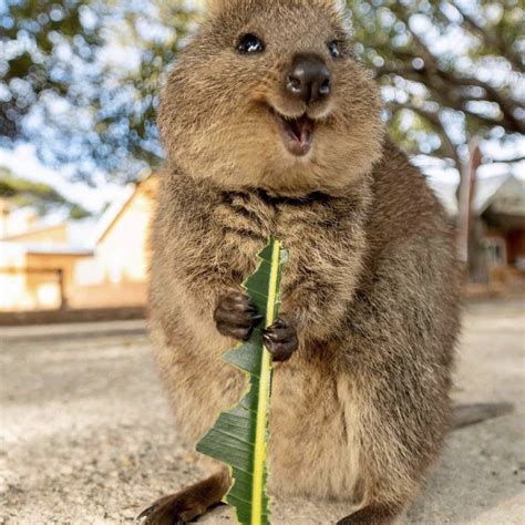 The Ultimate List of Animals With No Natural Predators