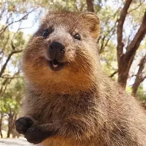 Unbreakable Kingdom: Exploring the Animal with No Natural Enemies - A Look into the World of Apex Predators and the Unstoppable Beast That Reigns Supreme