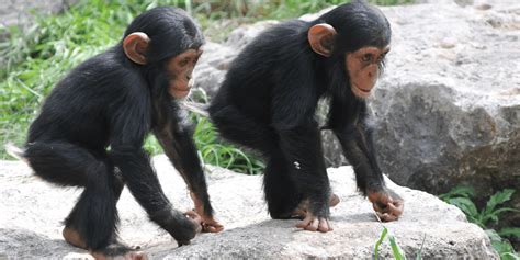 Discover the Surprising Answer to What Animal Has The Shortest Memory with Scientific Explanations!