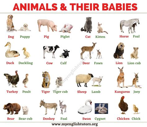 What Animal Is The Youngest In Animal Farm
