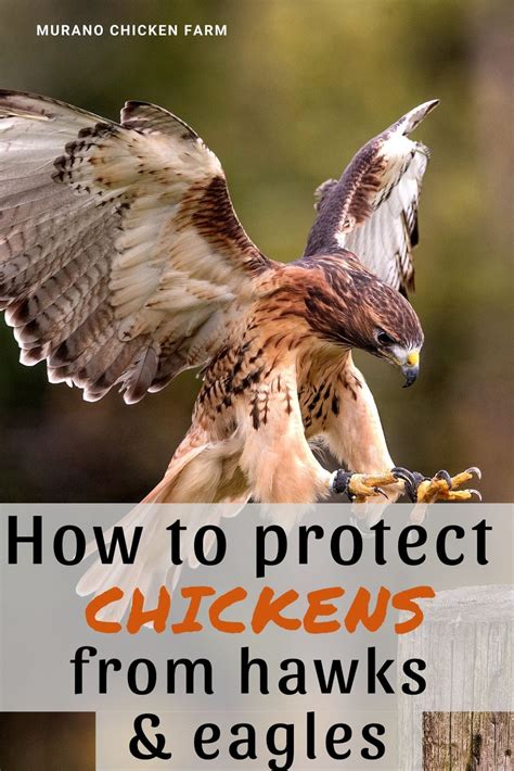 What Animal Protects Chicken On A Farm From Flying Prey