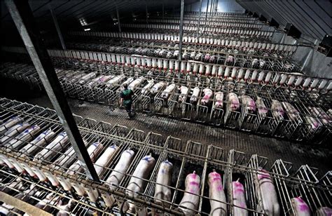 What Animals Do Factory Farms