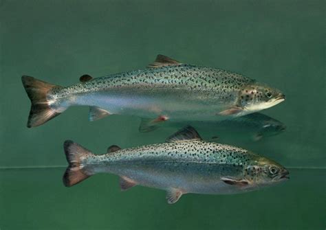 What Animals Produces Salmon On Family Farm